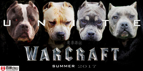 魔兽源犬舍“布兰妮”三岁震撼气质成就犬界恢弘传奇!