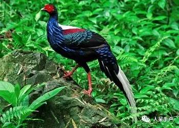 熊猫还是中国一级保护动物吗,秦金丝猴是国家一级保护动物