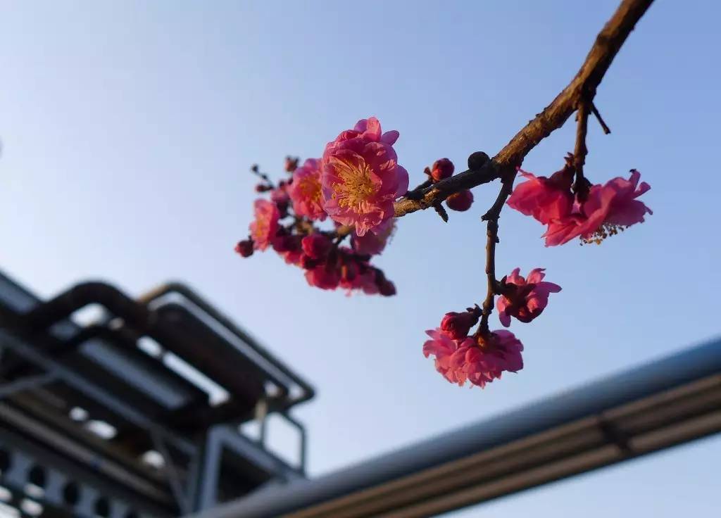 印象渭南：情寄雪梅