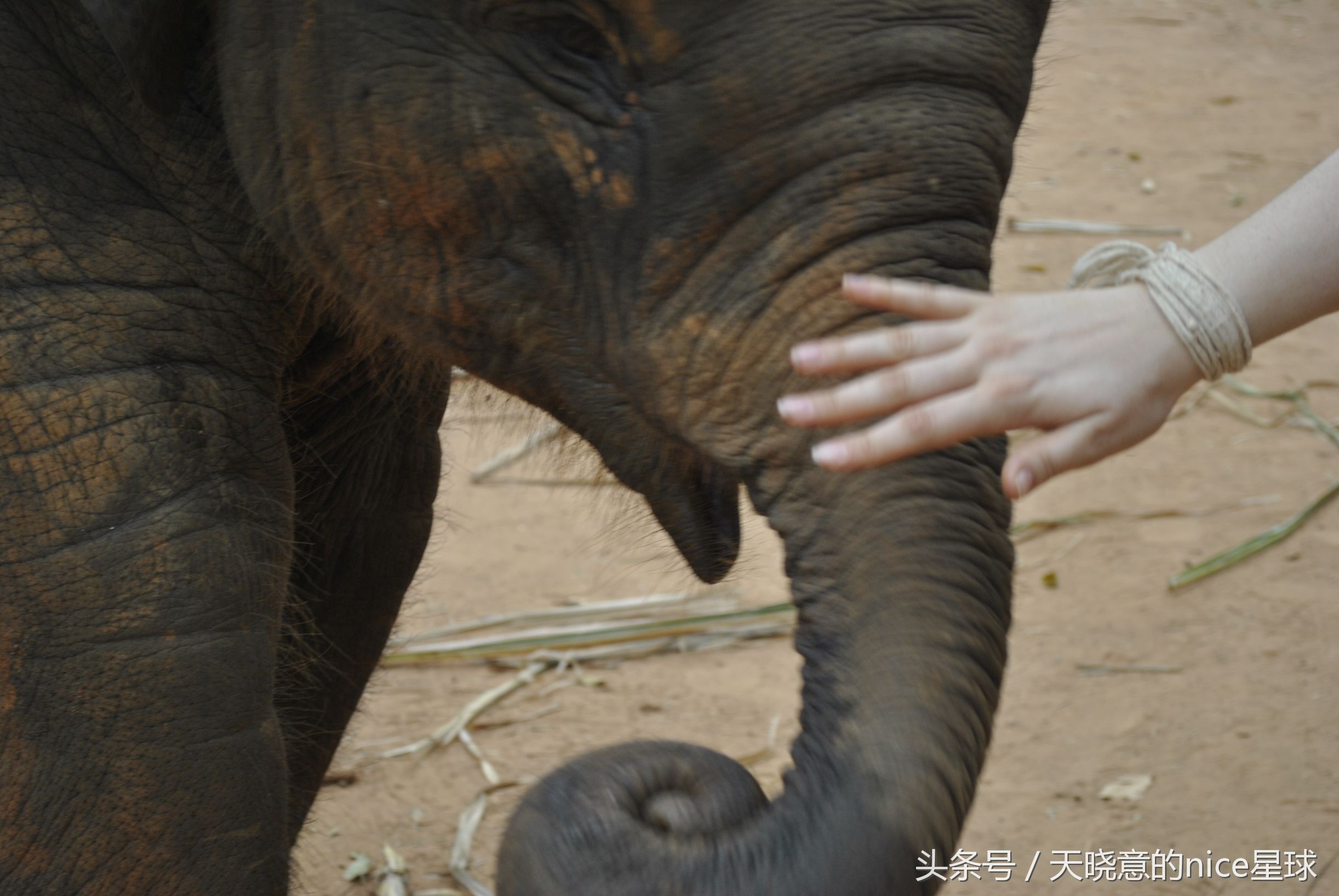 泰国大象旅行记,泰国旅游跟大象近距离接触