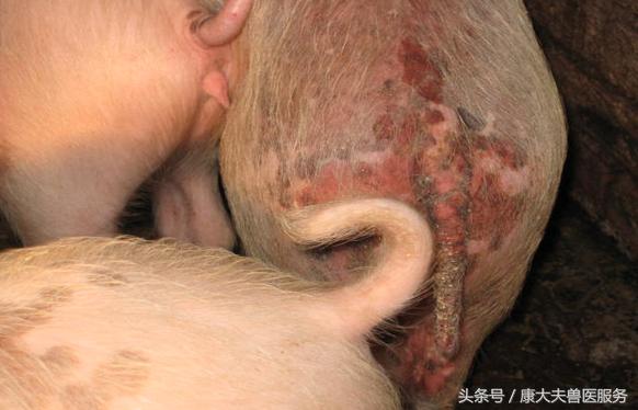 猪肾病皮炎治疗,猪肾病皮炎综合症状