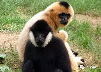 熊猫还是中国一级保护动物吗,秦金丝猴是国家一级保护动物