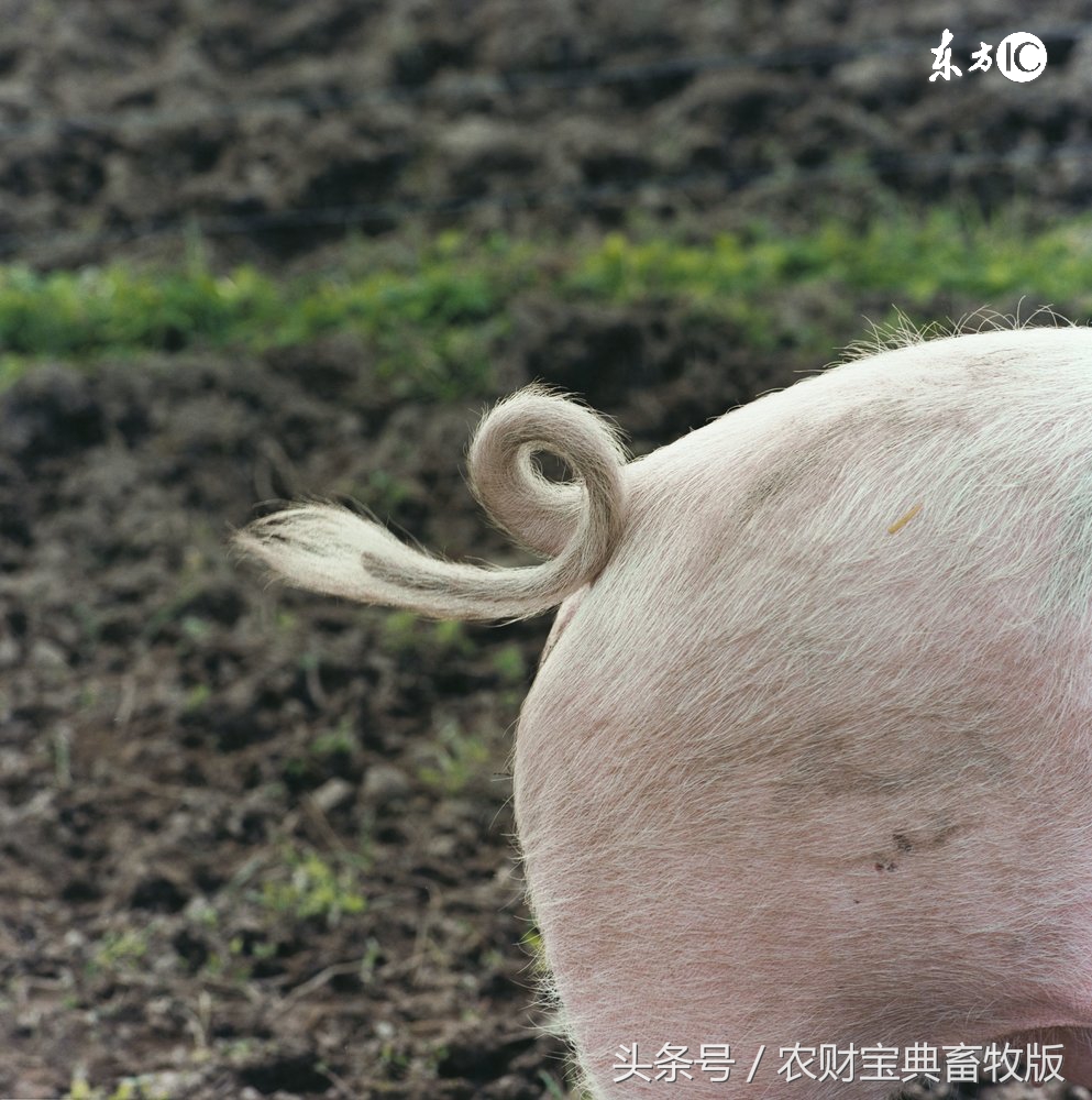猪尾巴吃了起什么作用呢,猪尾巴的功效与作用小孩能吃吗