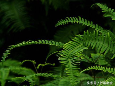 爱之徘徊(散文诗一组)