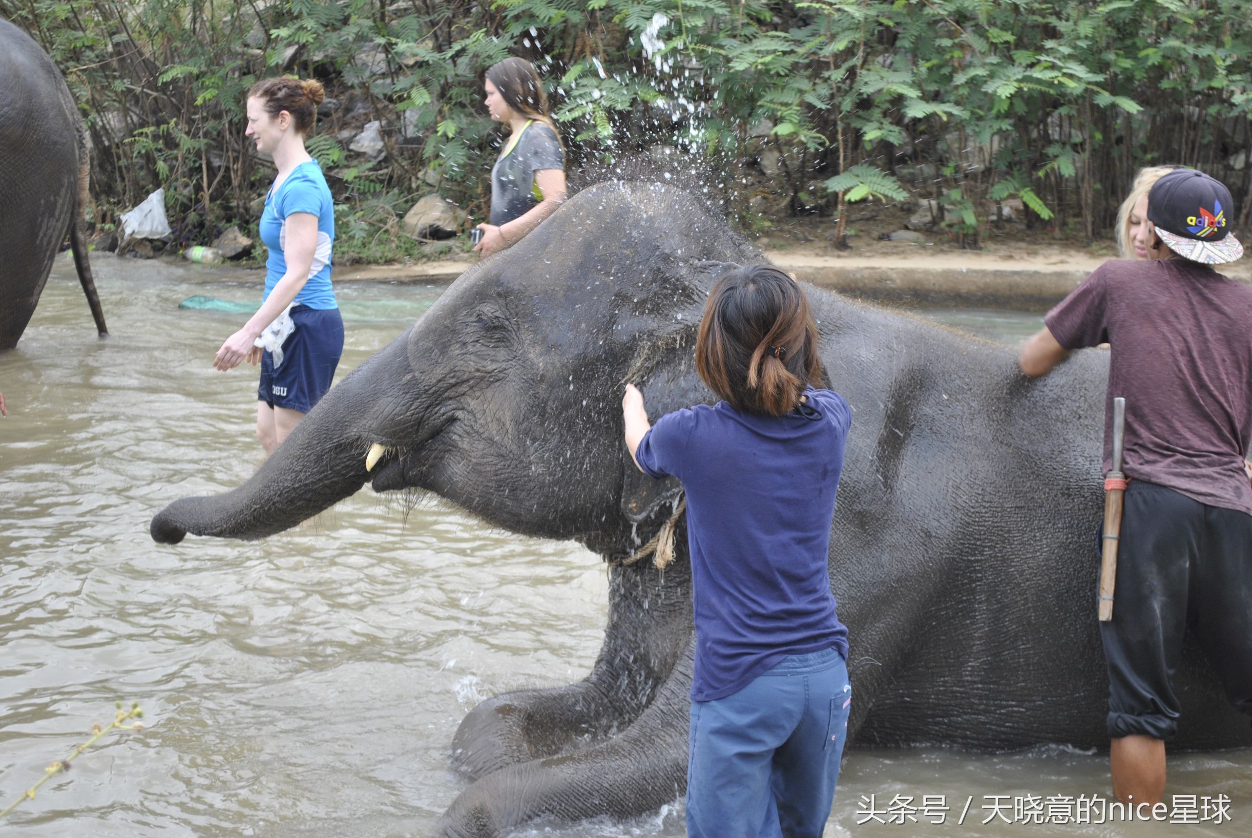 泰国大象旅行记,泰国旅游跟大象近距离接触
