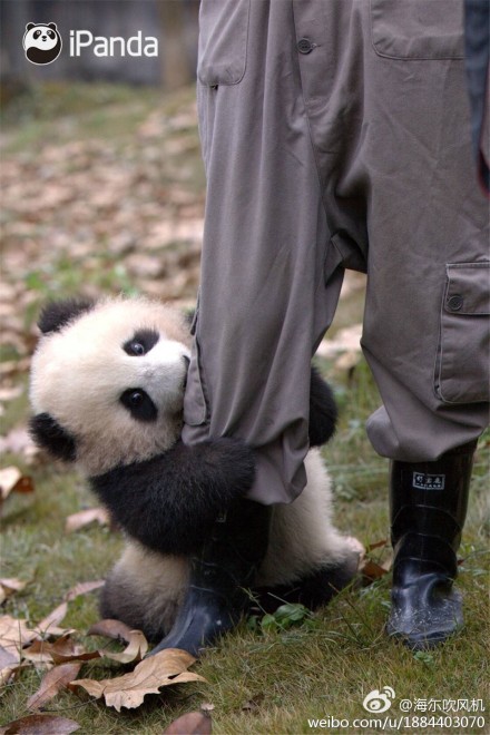 抱大腿暴富后续,抱大腿走上人生巅峰