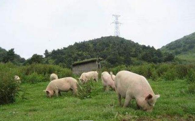 养猪污染如何处罚,养猪散养户污染环境怎么办