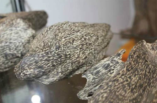 中国800元在越南买沉香,上海人在越南买假沉香