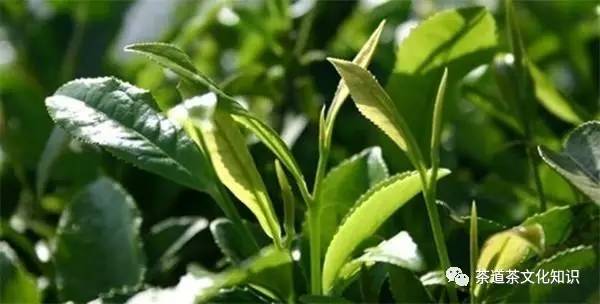 景宁惠明茶哪个品牌好,景宁惠明寺的茶