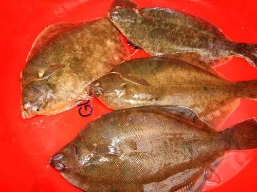 威海一月份当季海鲜,威海冬天海鲜种类