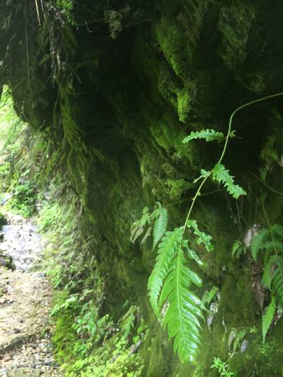 不被蚂蟥咬一次，怎能算走过墨脱｜徒步墨脱大结局