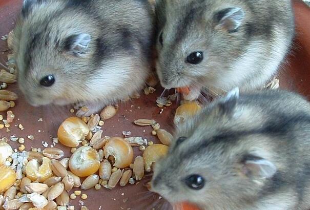 仓鼠便秘太严重了怎么办,仓鼠便秘的形状