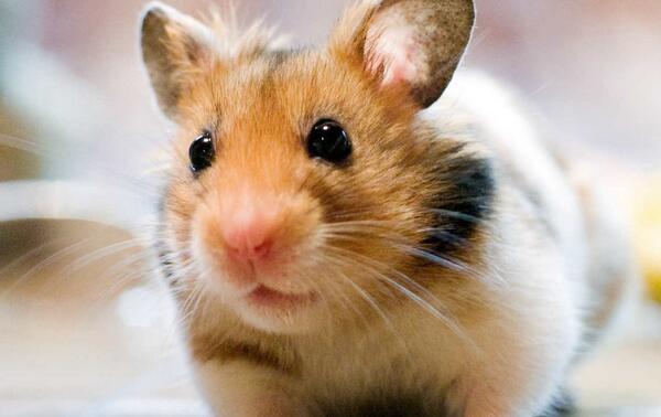 仓鼠便秘太严重了怎么办,仓鼠便秘的形状