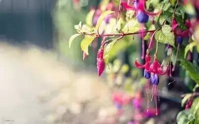 收藏英语语法,小学英语没有音标怎样记单词啊