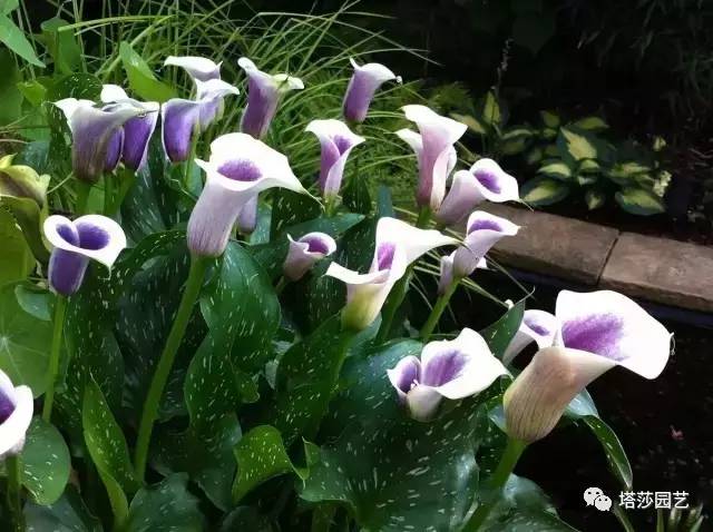 彩色马蹄莲的形态特征和养殖,白色马蹄莲和彩色马蹄莲一样吗