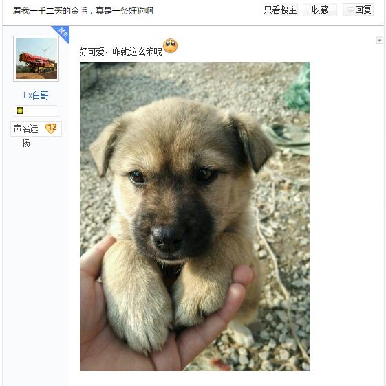 金毛呼吸急促,这是金毛么