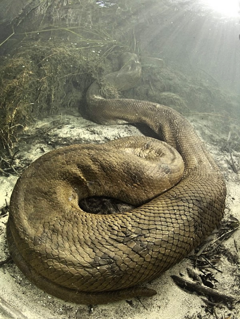 森蚺最重能重到800斤,200多公斤的巨型森蚺