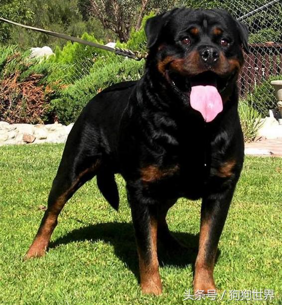 可爱呆萌狗狗资料,狗狗15种寄生虫病详细资料图