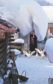 冬已去春将至配图,冬已去春归来此时花正开