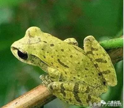 小时候被尿扎到了用什么药,小时候被吓尿裤子长大会有影响吗