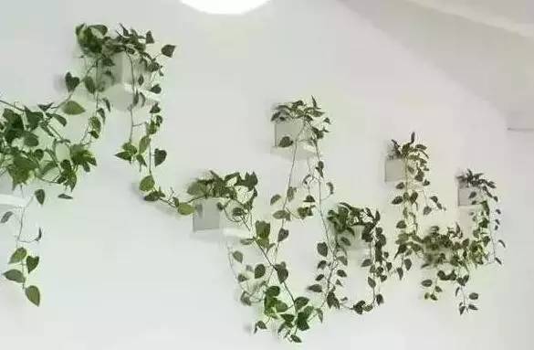 绿萝要怎么装饰才好看,如何将绿萝装饰得更高级