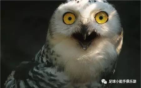 英超意甲派系斗争一触即发，曼城尤文国米暗藏冷门让你惊蛰？