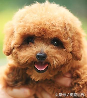 可爱呆萌狗狗资料,狗狗15种寄生虫病详细资料图