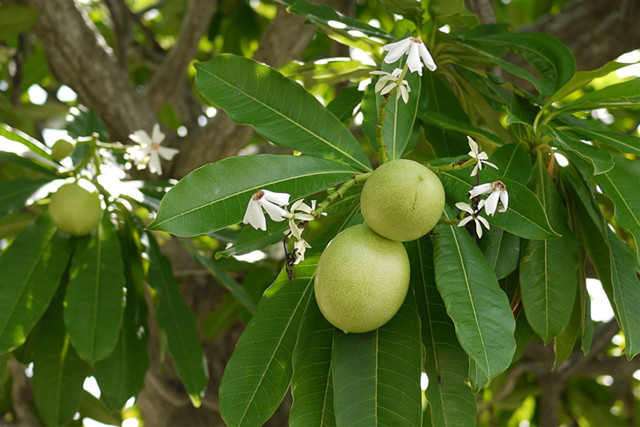 看似美味的“青芒”,不到6小时可让人一命呜呼