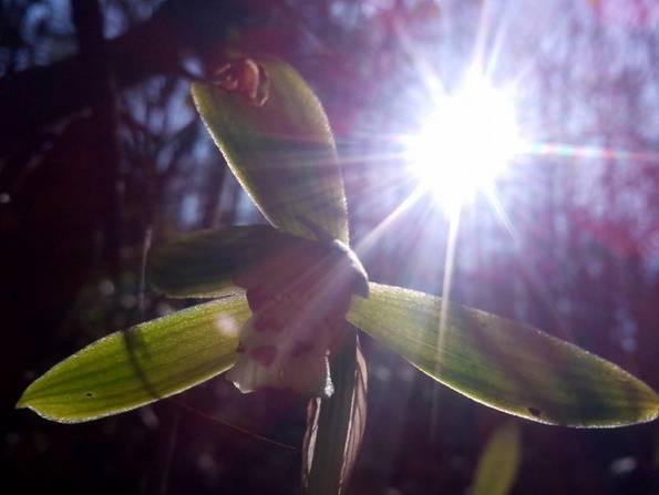 云南最贵的兰花品种有几种,云南兰花名贵品种图片介绍