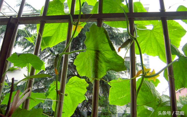 冬天可以种出什么好看的蔬菜,在花盆种的又好看又能吃的蔬菜