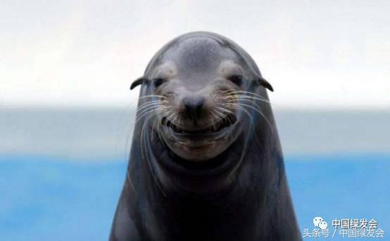 国际海洋防污染公约,国际海豹保护日