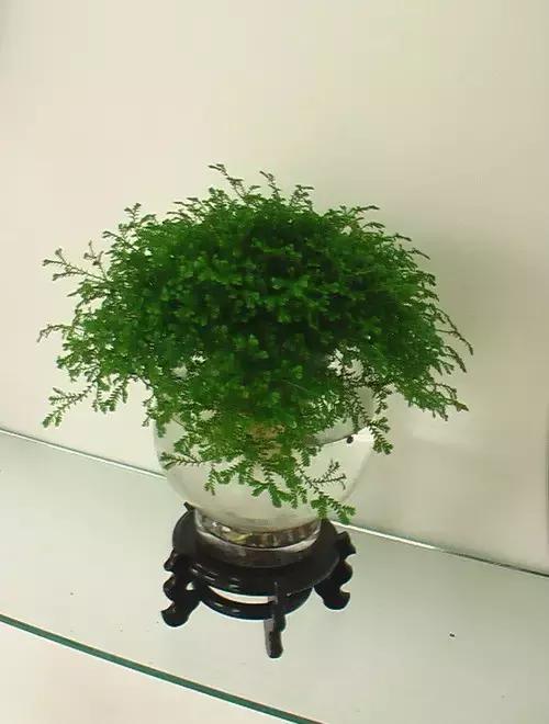 室内用水养的花,一帆风顺花可以直接用水养