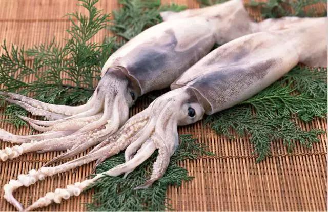 墨鱼和鱿鱼章鱼的寿命,章鱼墨鱼鱿鱼功效区别