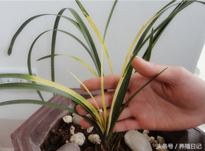 兰花叶子发黄快速补救方法,兰花从根部叶子发黄折断什么原因