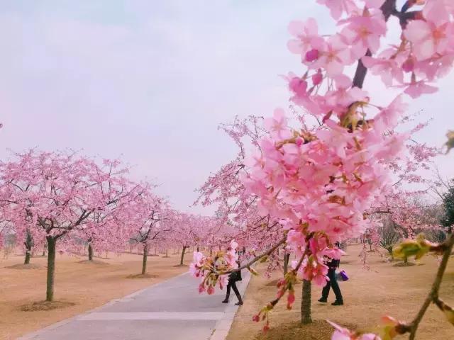 初春の樱花季|春风十里,我在辰山树下等你~