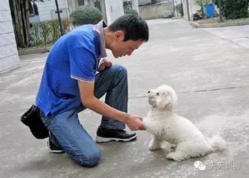 怎样尽快训一只成年狗熟悉自己,怎么努力训好一只狗