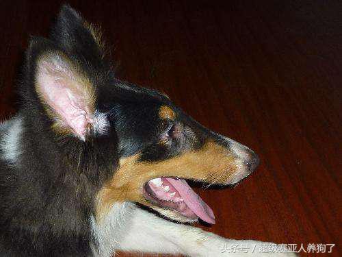 德牧串串的主要特征,那些让人匪夷所思的动物