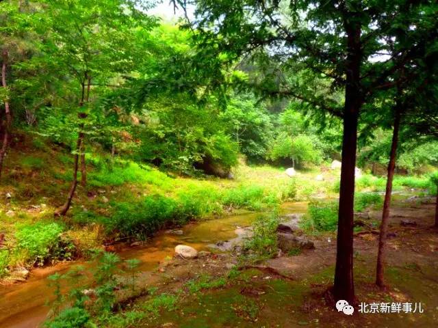 北京植物园踏青赏花,踏青赏花北京