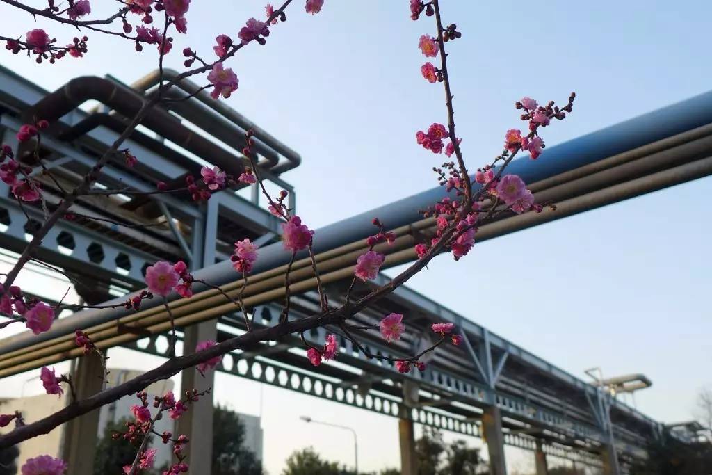 印象渭南：情寄雪梅