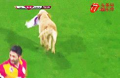 欧洲足球赛球员发挥欠佳，两只拉布拉多看不下去了，闯入球场