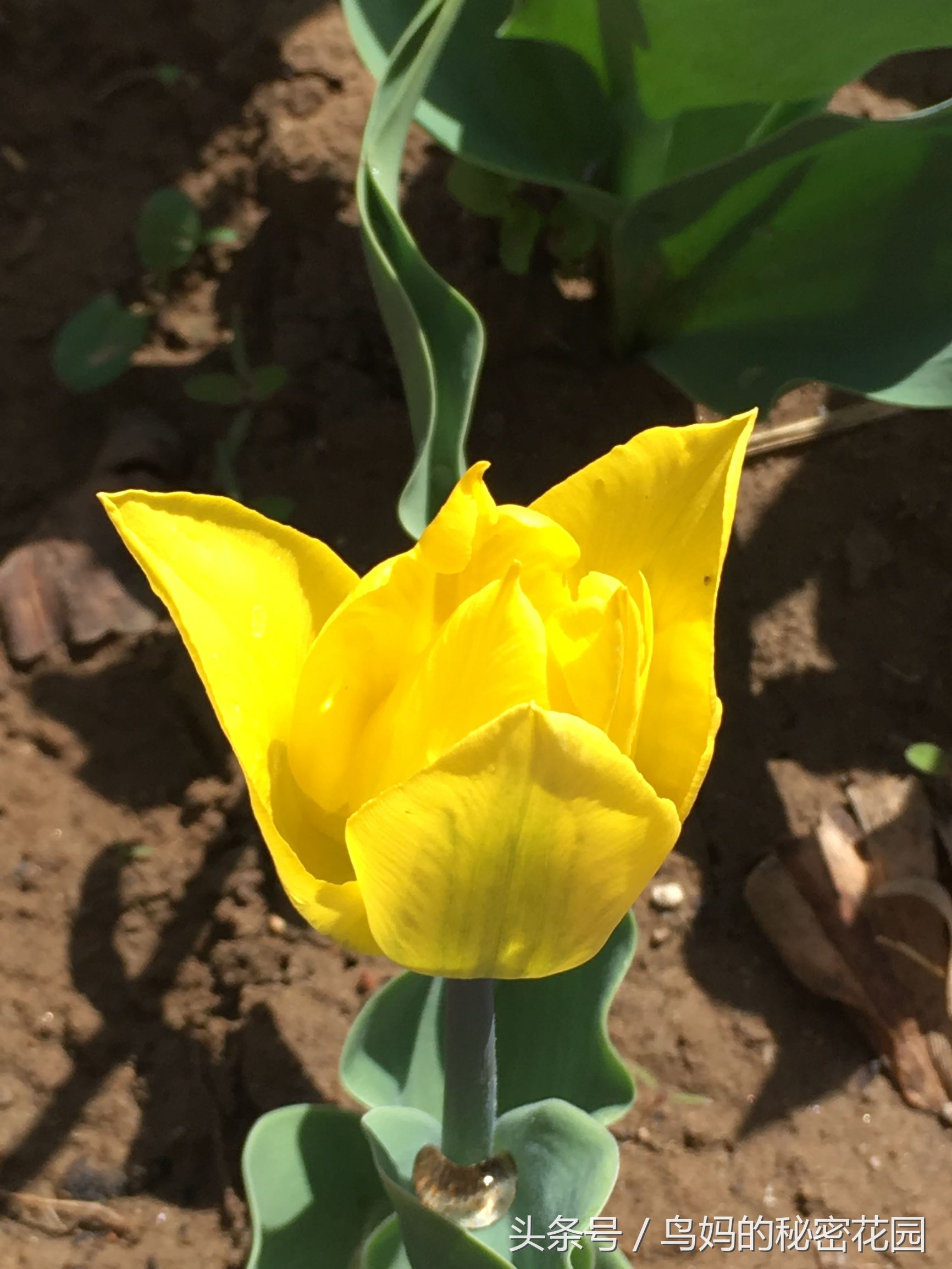 郁金香土培开了花还能复花吗,哪些郁金香花可以复花种植