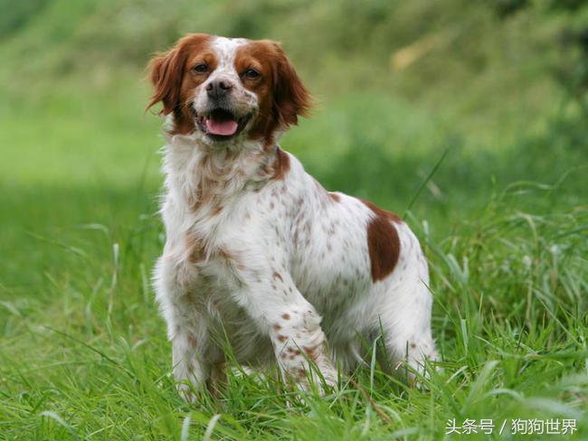 可爱呆萌狗狗资料,狗狗15种寄生虫病详细资料图
