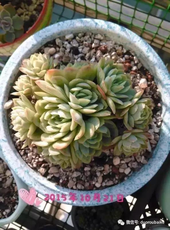 一株多肉治愈整个人心,一棵多肉的逆袭