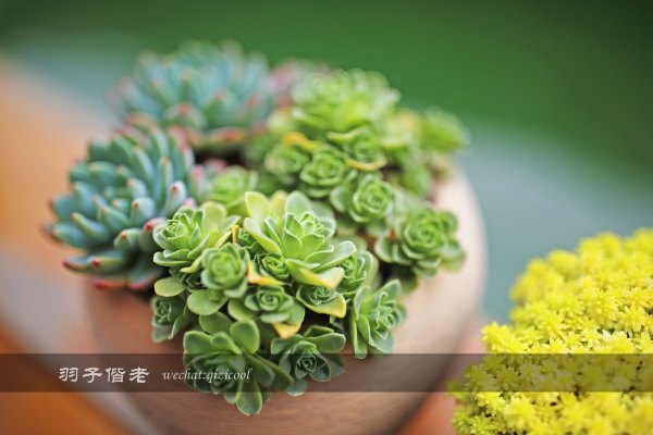 居于涟岸隐于湖,到肇庆体验离尘不离城的精致慢生活