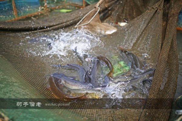 居于涟岸隐于湖，到肇庆体验离尘不离城的精致慢生活