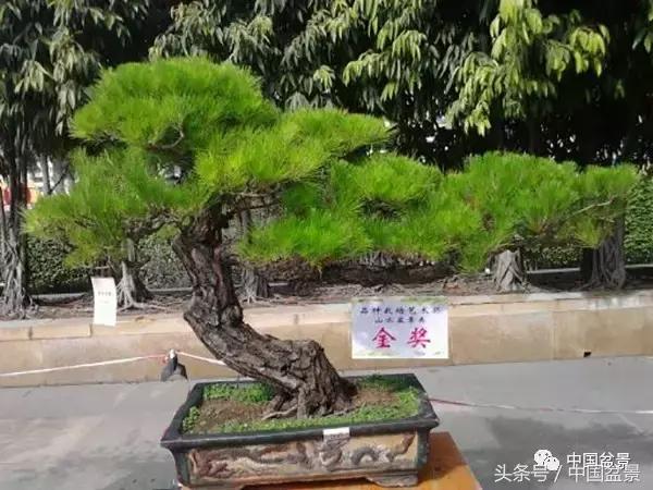 山松移植后黄叶,山松下山桩一月份怎么黄叶了