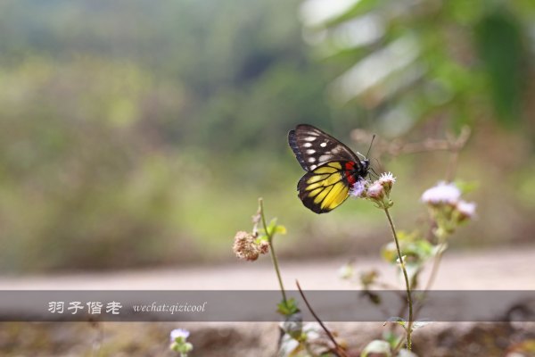 居于涟岸隐于湖，到肇庆体验离尘不离城的精致慢生活