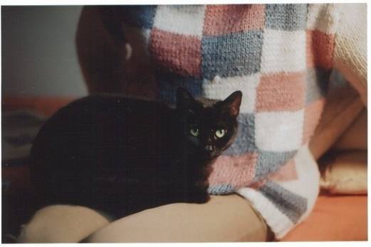 什么猫咪粘人又温顺,猫咪粘人程度排行榜