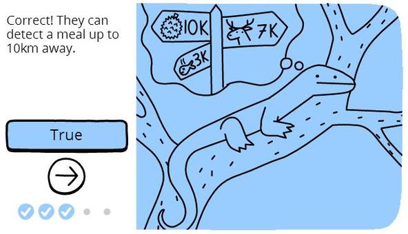 科莫多龙冷知识,科摩多龙会站起来吗