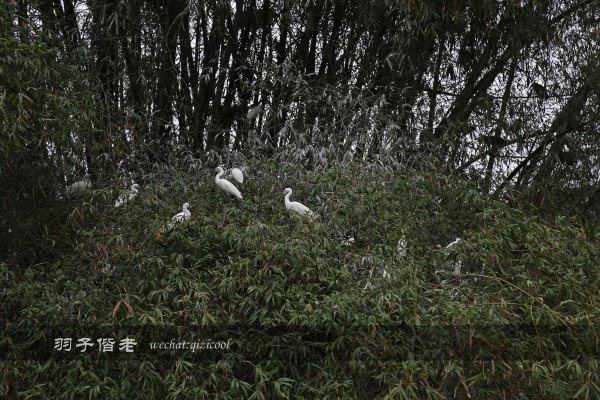 居于涟岸隐于湖，到肇庆体验离尘不离城的精致慢生活